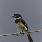 Variable Seedeater