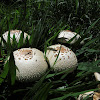 Shaggy Parasol