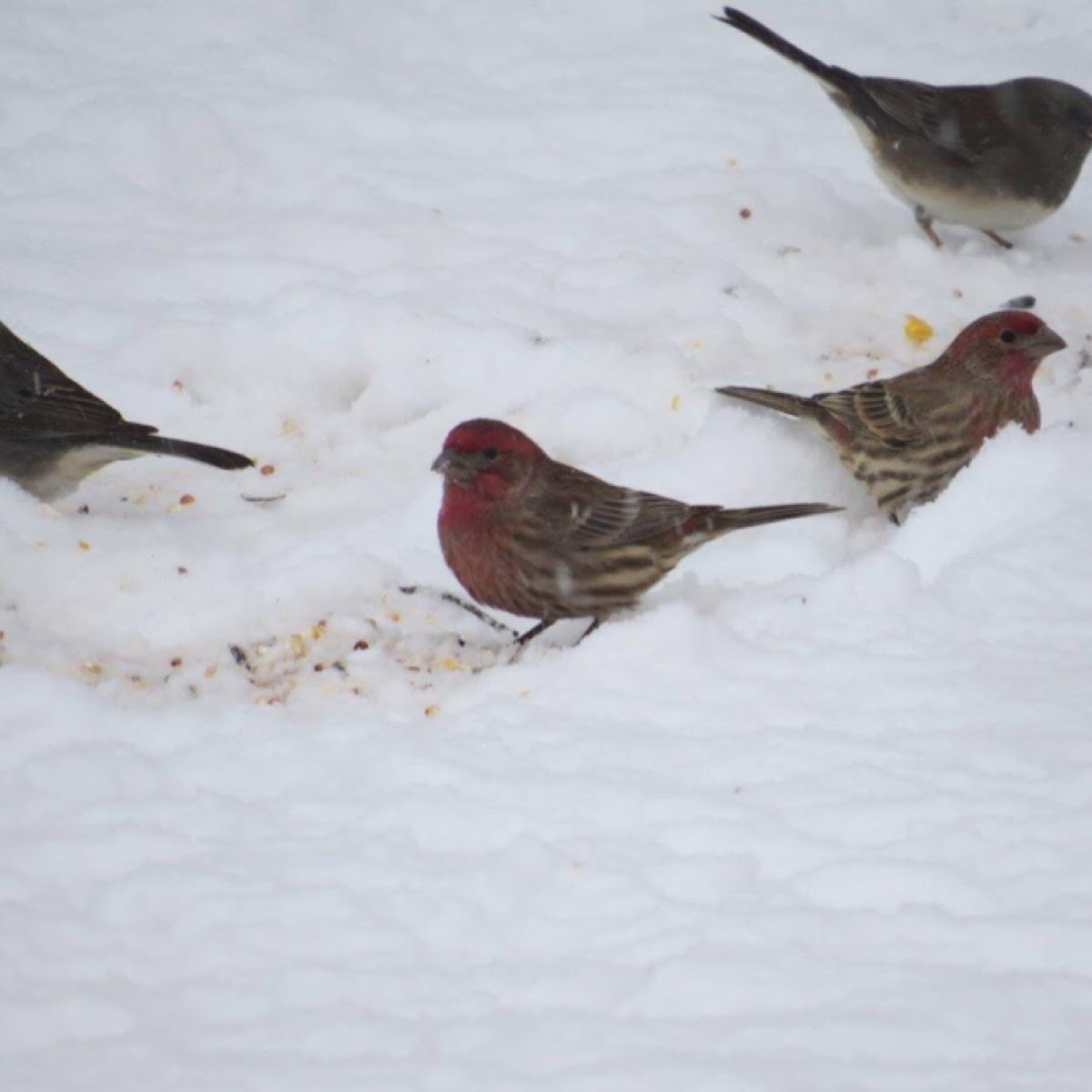 House finch (with dark-eyed junco)