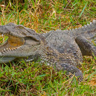 Mugger Crocodile, marsh crocodile, Freshwater Crocodile