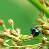 Willow Leaf Beetle