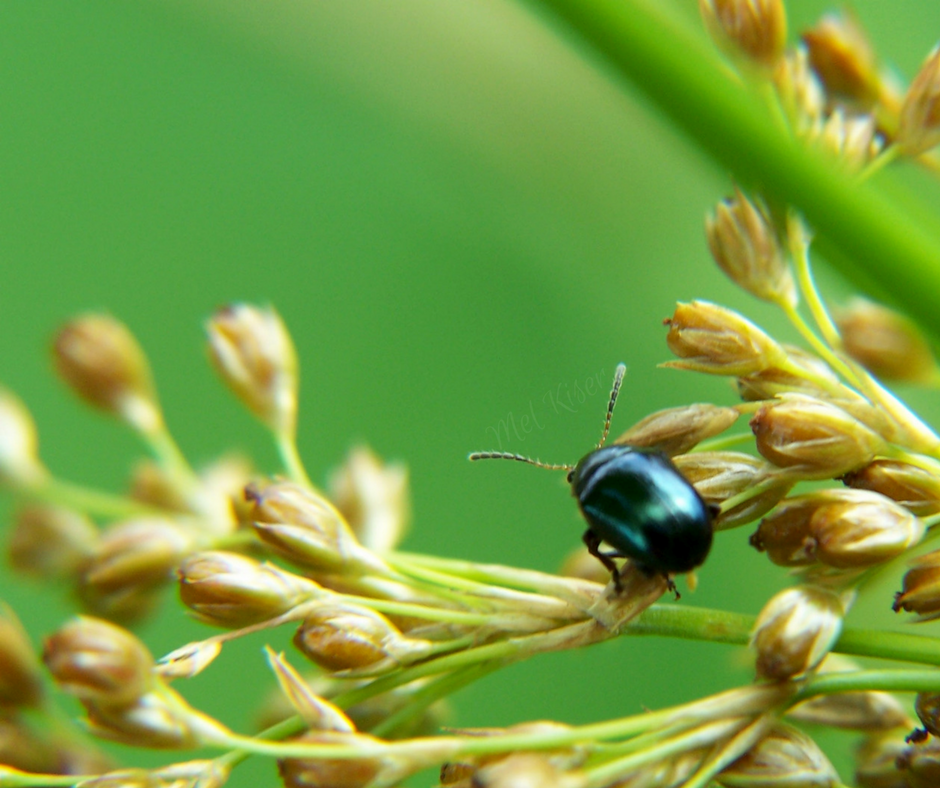 Willow Leaf Beetle