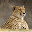 Cheetah New Tab Page HD Animals Top Themes