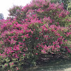 Crepe Myrtle