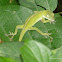 Carolina Anole