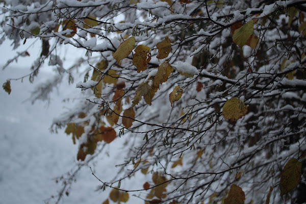 la prima neve di vercors