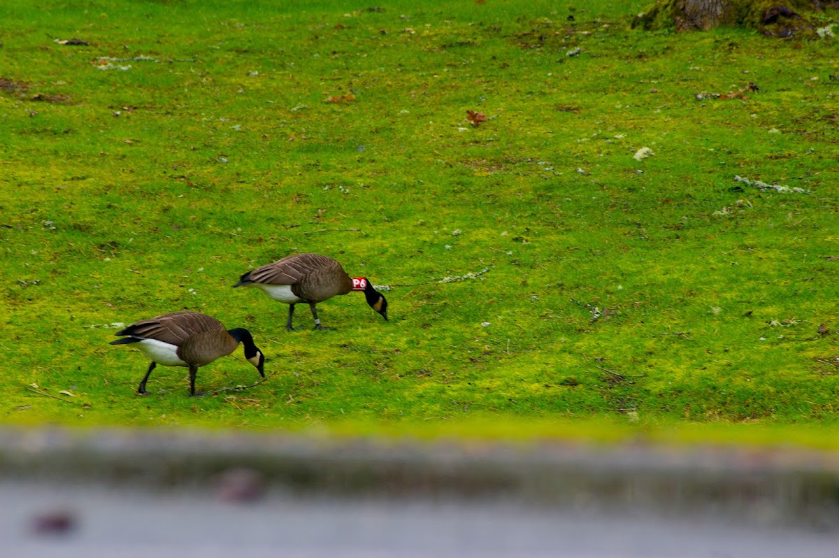 Cackling Goose