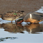 Green-winged teal