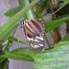 Isabella's Longwing