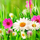 Download 5D Flowers Live Wallpaper For PC Windows and Mac 1.0.1