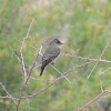 Olive-Sided Flycatcher