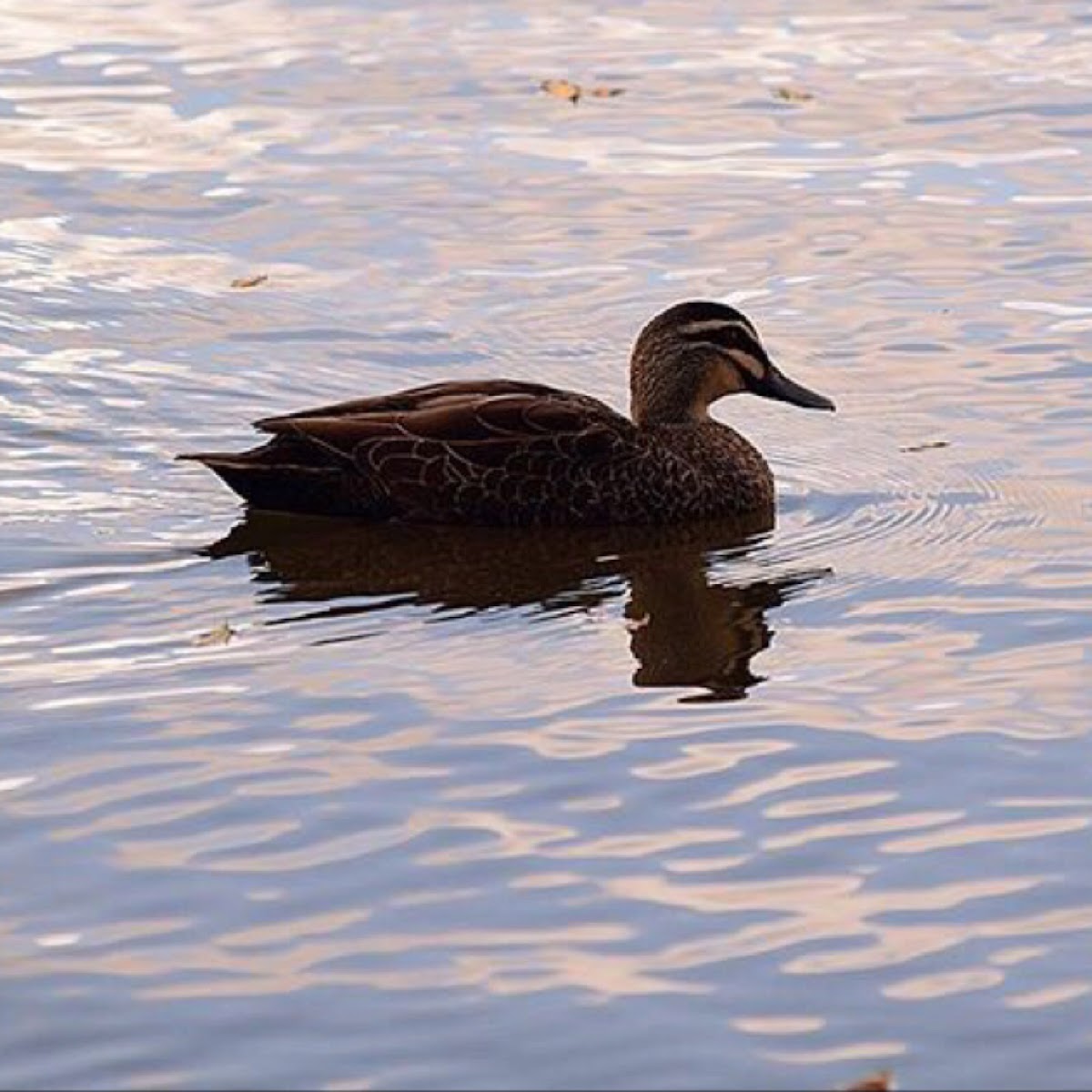 Swedish yellow duck