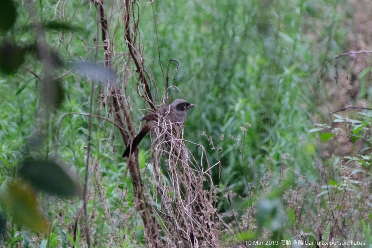 Garrulax perspicillatus 黑臉噪鶥