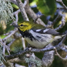 Black-throated Green Warbler