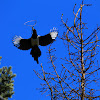 Eurasian magpie