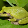 Gray Treefrog