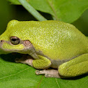 Gray Treefrog