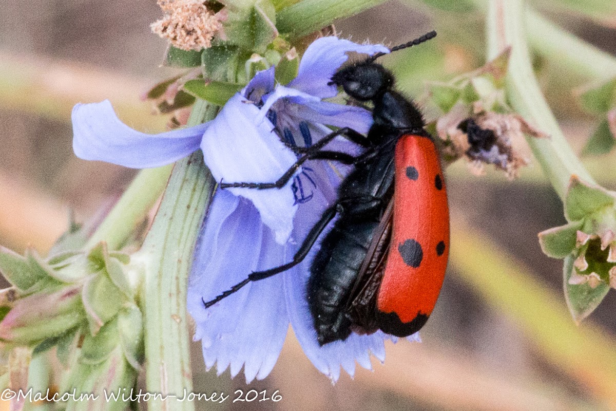 Four-spotted Blister Beetle