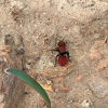 Velvet ant wasp