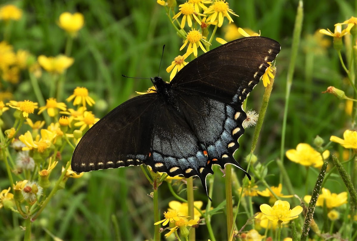 Eastern tiger swallowtail (female dark morph)