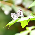 Common Hedge Blue