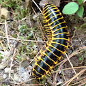 Flat milllipede