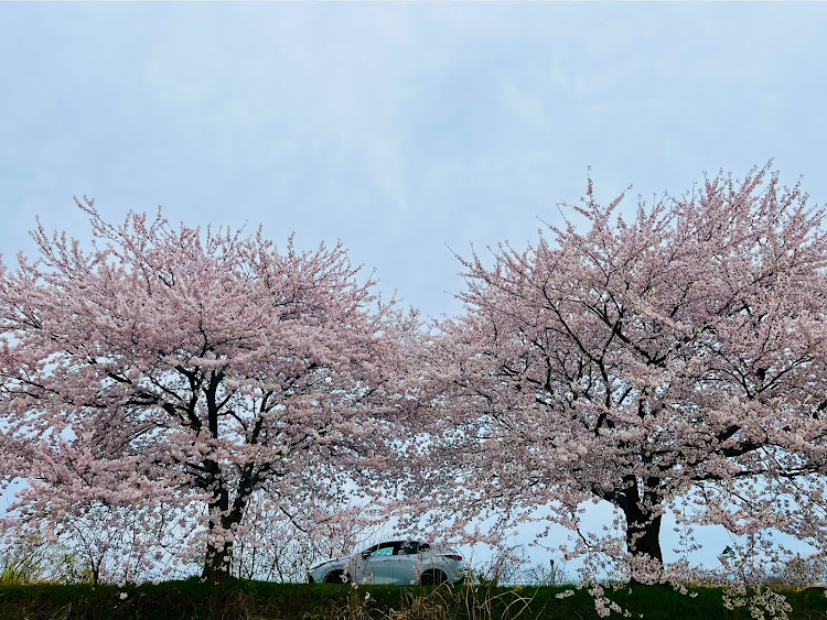 NXのLL大好き・加治川付近の桜・春は節目・ドライブ行きたい・明日はどこに行こうに関するカスタム事例の投稿画像3枚目