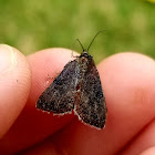 Wedgling moth