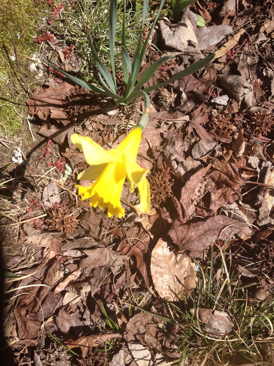 Yellow nectar plant