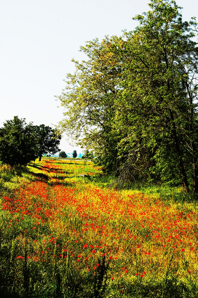 Rosso e il verde di giovanni dell