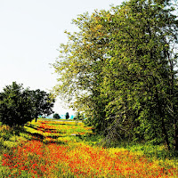 Rosso e il verde di 