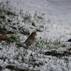 European greenfinch