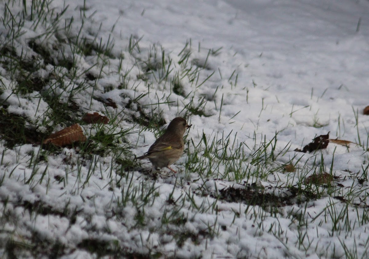 European greenfinch