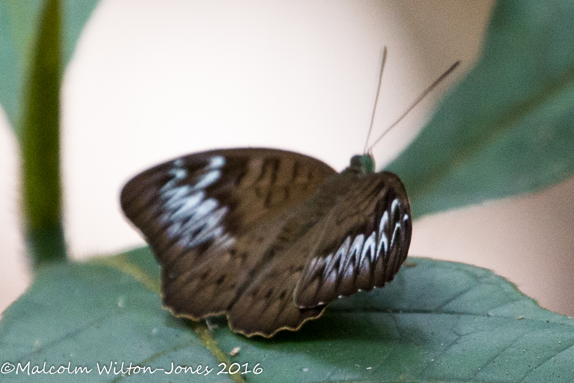 Malay Viscount