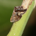 Ricaniid Planthopper