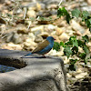 Blue capped cordon bleu