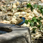 Blue capped cordon bleu