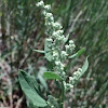 Pitseed Goosefoot