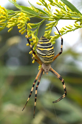 argiope fasciato di Marco_52