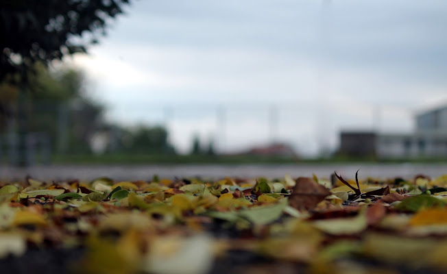 passeggiando al parco d'autunno di Vera