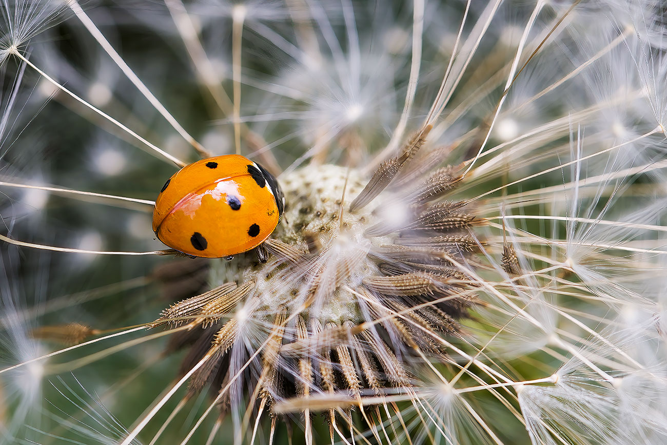 Coccinella di Blondy