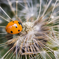 Coccinella di Blondy