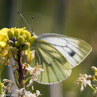 Green-veined White