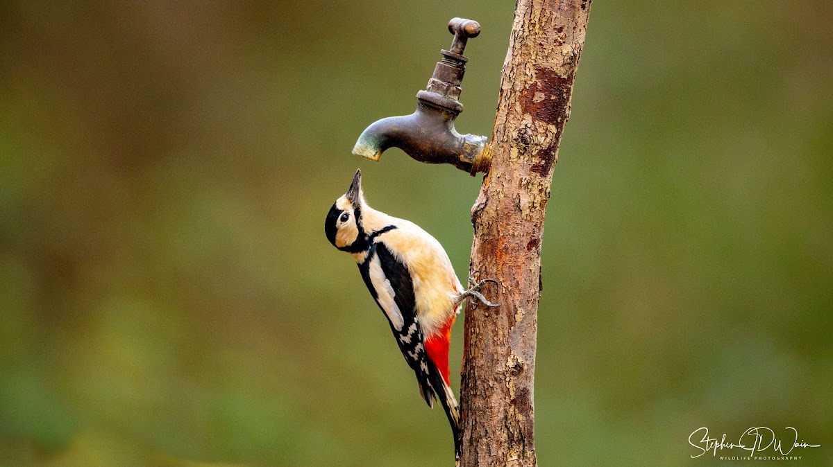 Great spotted woodpecker