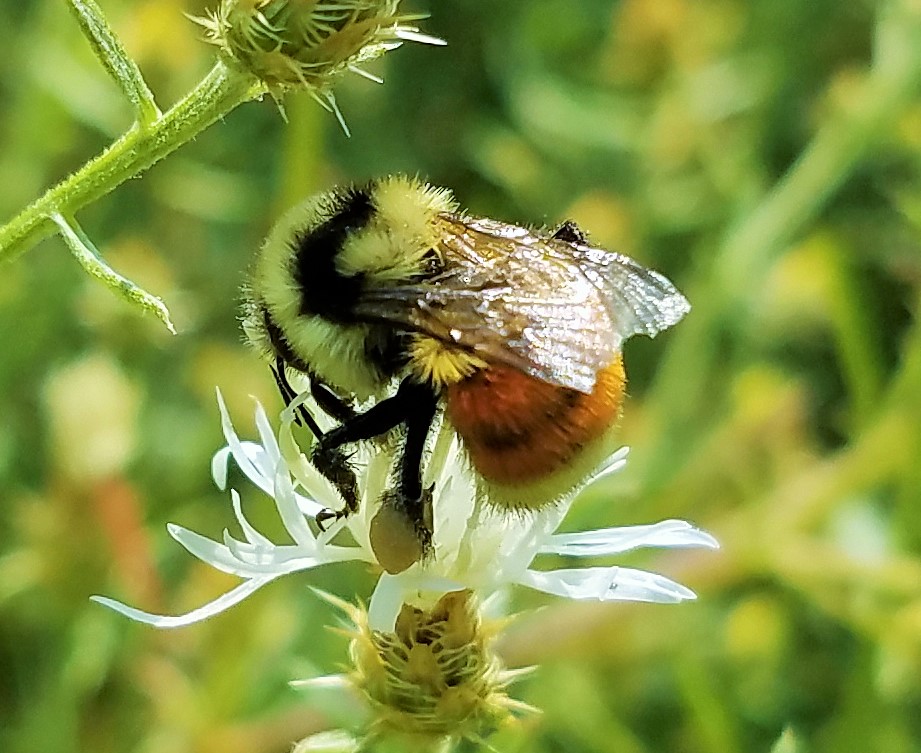 Tricolored Bumble Bee