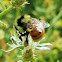 Tricolored Bumble Bee