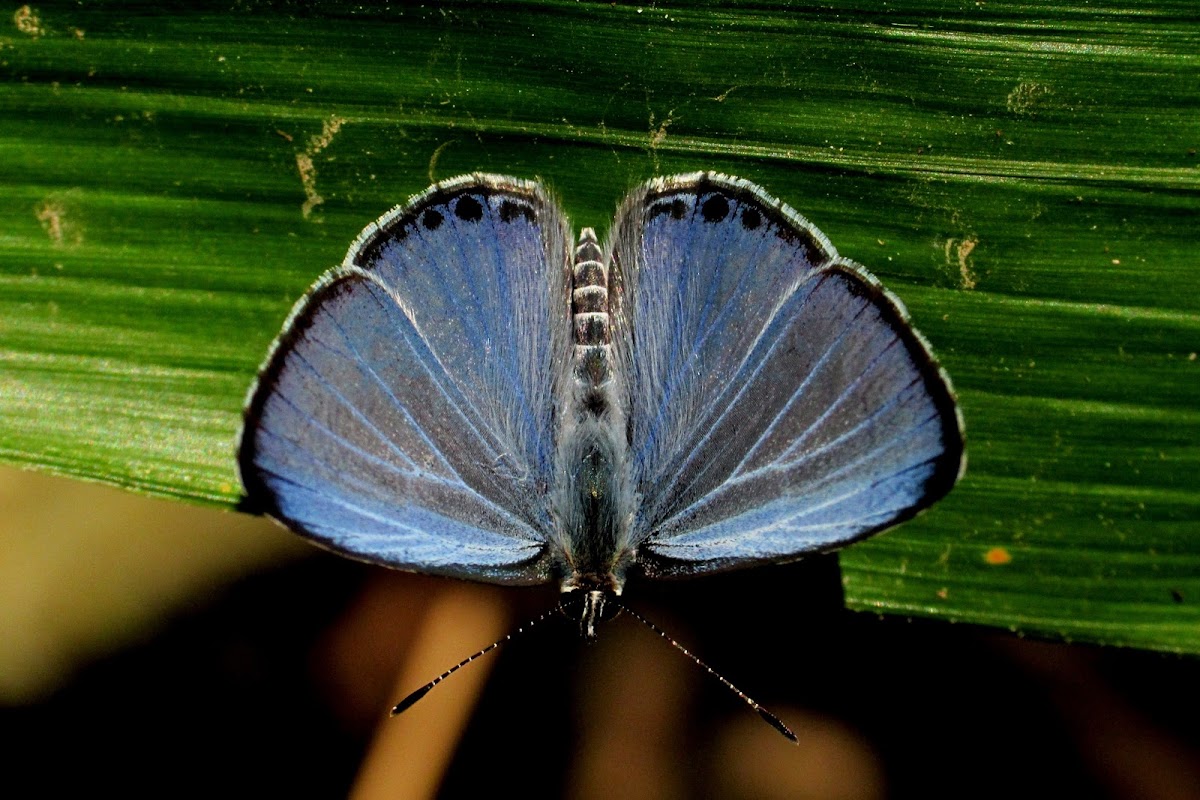 Common Hedge Blue