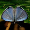 Common Hedge Blue