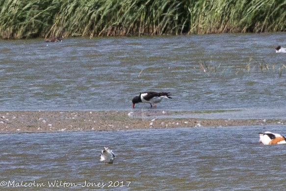 Oystercatcher