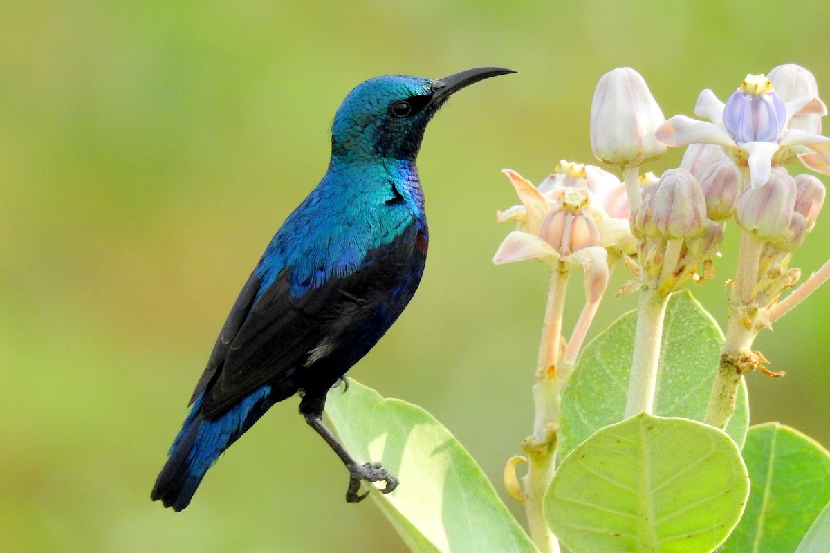 Purple sunbird